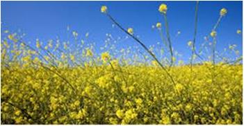 pollen 3 png